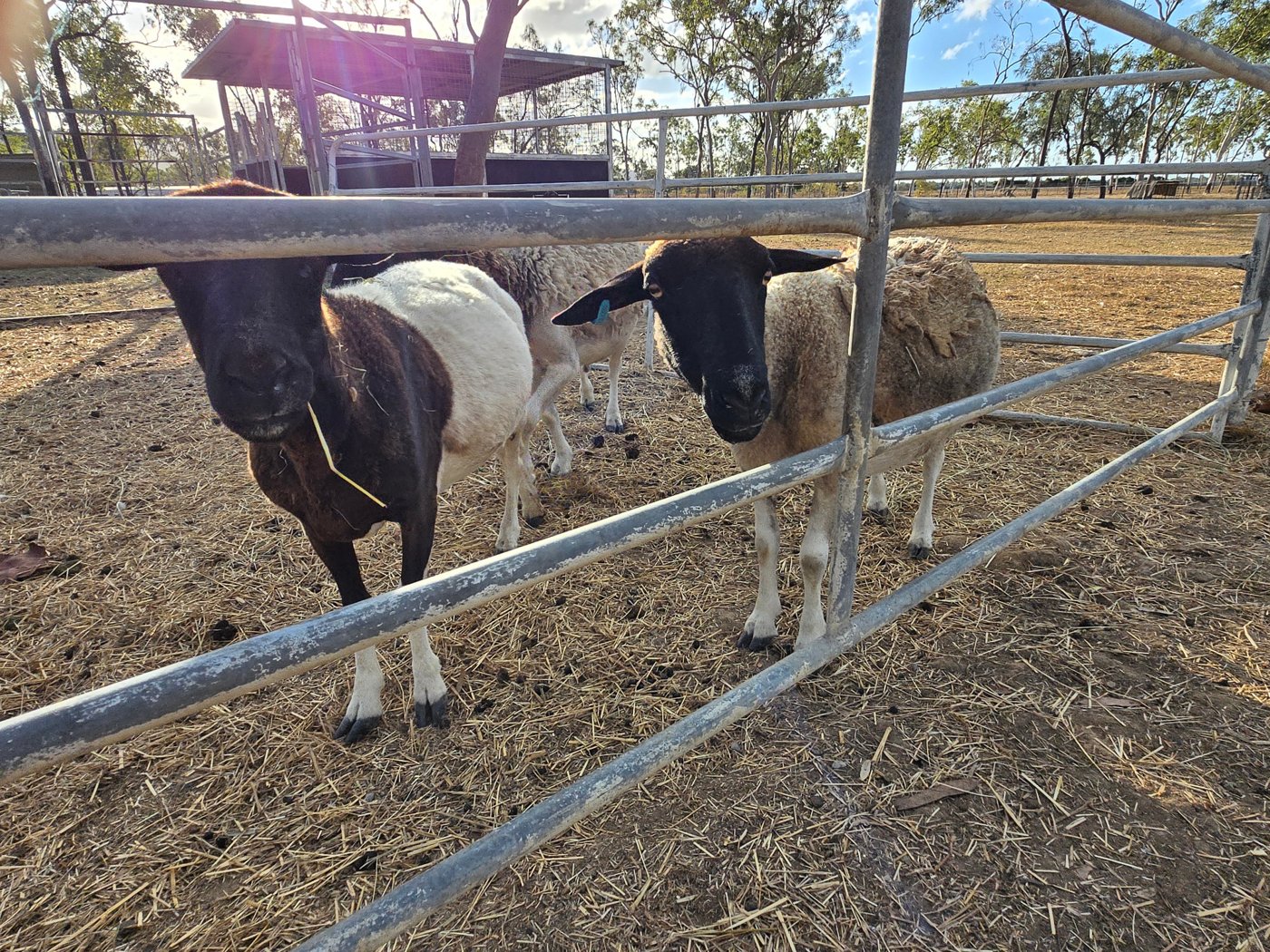 Sheep behind rails in a separate animal pen at the property